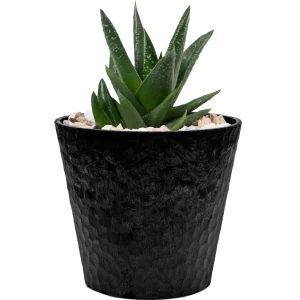 Jade Plant Mini