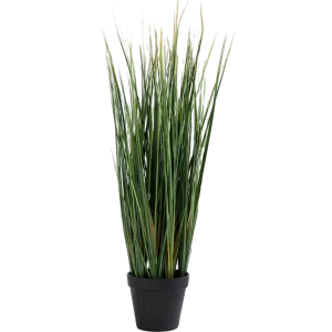 Lemon Grass Plant